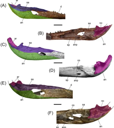 Fig 6. Comparisons between post-symphyseal mandibles of selected gavialoids. (A,B) Gryposuchus pachakamue (MUSM 987) in lateral (A) and medial (B) view