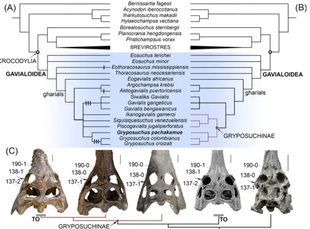 Fig 7. Phylogenetic position of Gryposuchus pachakamue within crocodylians. (A) Strict consensus cladogram of 45 most parsimonious trees based on parsimony analysis of the complete data matrix (S1 Appendix)