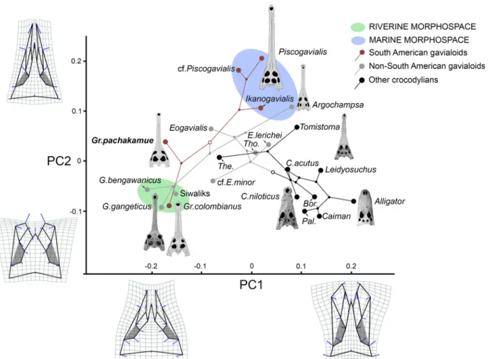 Fig 8. Phylogenetic relationships of Crocodylia mapped onto the circumorbital morphospace defined by PC1 and PC2