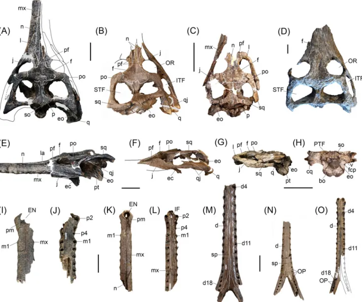 Fig 3. Cranial and mandibular specimens referred to Gryposuchus pachakamue sp. nov. (A-C,E-O) Gryposuchus pachakamue from the Middle Miocene of the Pebas Formation, Peru and (D) Gryposuchus cf