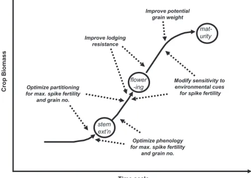 Fig. 1. Schematic diagram of relationship between the research approaches adopted in Theme 2: optimizing partitioning to grain while maintain lodging resistance.