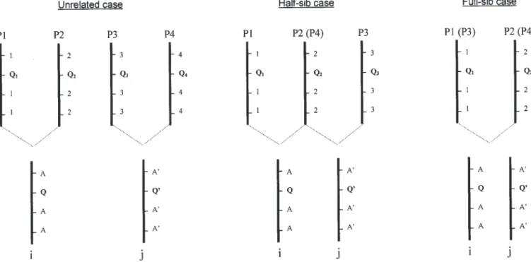 Figure 1.—If parents (P1, P2, P3, and P4) are considered as founders, only three types of relationships exist between individuals i and j of the mapping population
