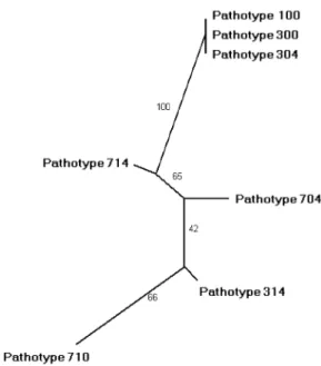 Table 4. Multilocus genotypes (MLG) characterized using 12 EST-derived genomic markers on the pathotypes of Plasmopara halstedii