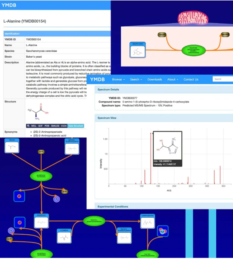 Figure 1. A screenshot montage of several different ‘views’ available in YMDB 2.0. These include the new pathway views (generated via PathWhiz), more detailed compound description pages and improved viewing tools for both NMR and MS/MS spectra with the cap