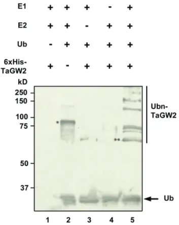 Fig. 2.  Relative TaGW2 homoeologue mRNA levels at different  grain development stages