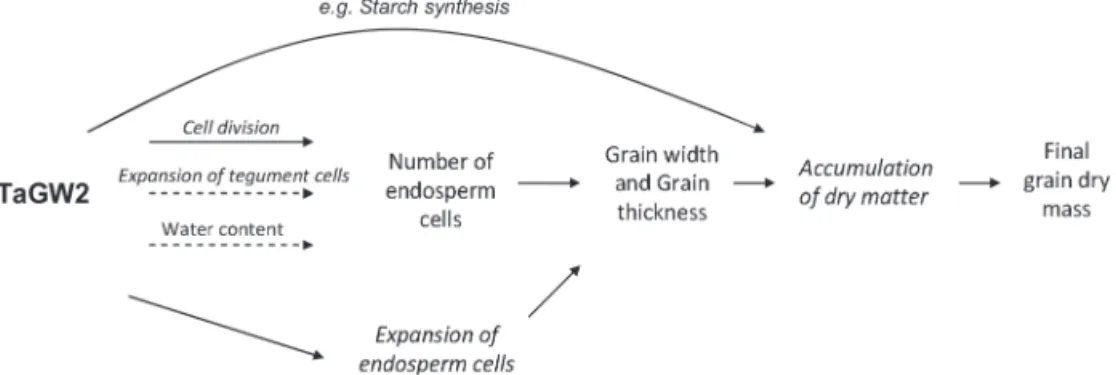 Fig. 5.  Proposed model for the role of TaGW2 in the regulation of grain size and grain weight in wheat