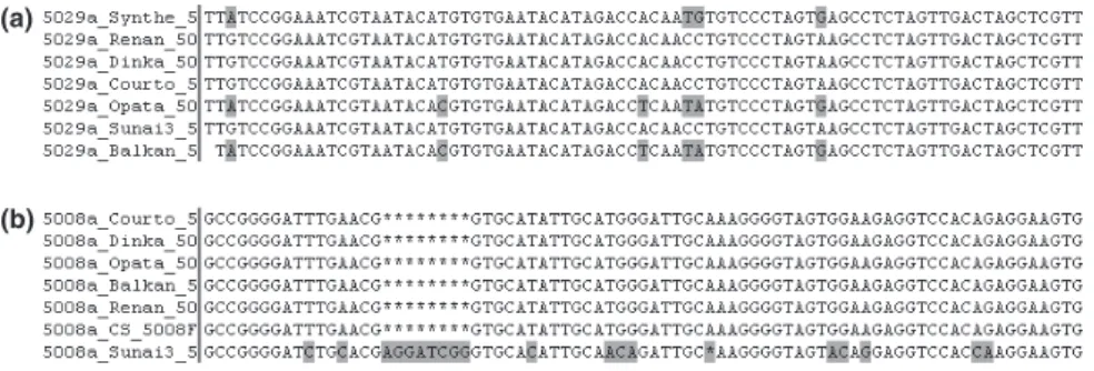 Figure 1 Sequence comparisons of the ISBP markers cfb5029 (a) and cfb5008 (b) amplified from Chinese Spring (CS), Renan, Courtot, Synthetic W7984 (Synthetic), Opata, Sumai3, Dinka and Balkan