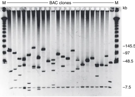 Figure 2. Insert size analysis of 22 randomly chosen clones from the TA-1BS BAC library (H1 sub-library).