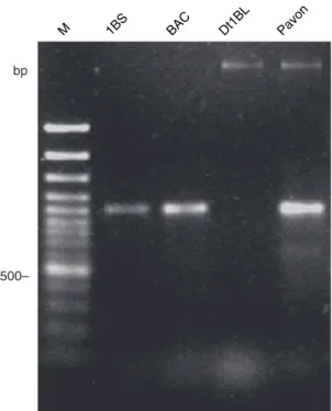 Figure 4. Agarose gel electrophoresis of PCR products obtained with primers (5¢-TCTCCTCCCATGTAAGCTCTG-3¢ and 5¢-CTAGAAGGATGCCGAGGATG-3¢) derived from BAC subclone 81P18-B18.
