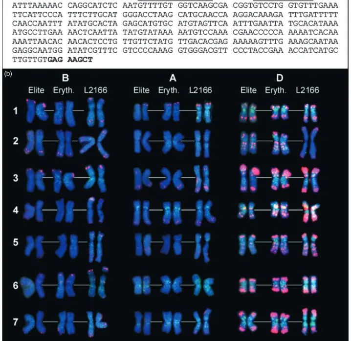 Figure 1. Structure and chromosomal distribution of the new tandem repeat element Fat.