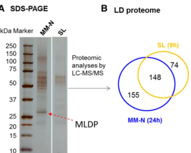 Figure 7. Comparison of the proteomic composition of LDs isolated from cells subjected to SL or N starvation