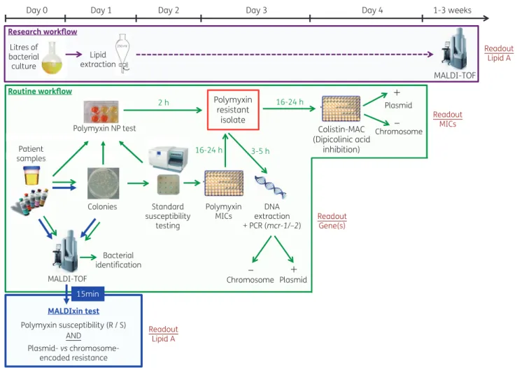 Figure 3. Comparison of research (purple outline), routine clinical (green outline) and MALDIxin (blue outline) workflows for the detection of chromo- chromo-some- and plasmid (MCR)-encoded resistance to polymyxin in Enterobacteriaceae