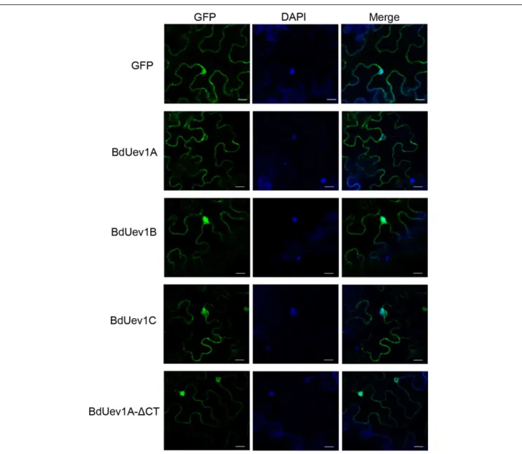 FIGURE 7 | Subcellular localization of GFP-BdUev1s. Left panels, transient expression of GFP and GFP-tagged BdUev1s in tobacco epidermal cells visualized by epifluorescence microscopy