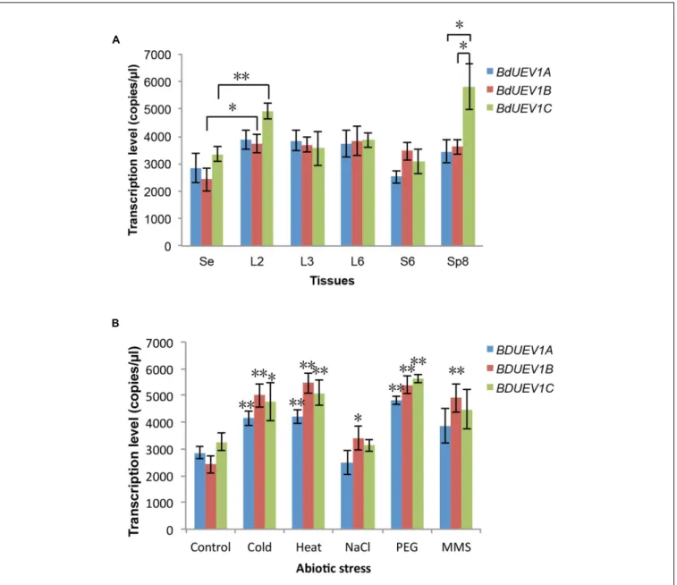 FIGURE 8 | Quantitative analysis of expression of BdUEV1s. (A) Expression levels of BdUEV1s in different tissues during B