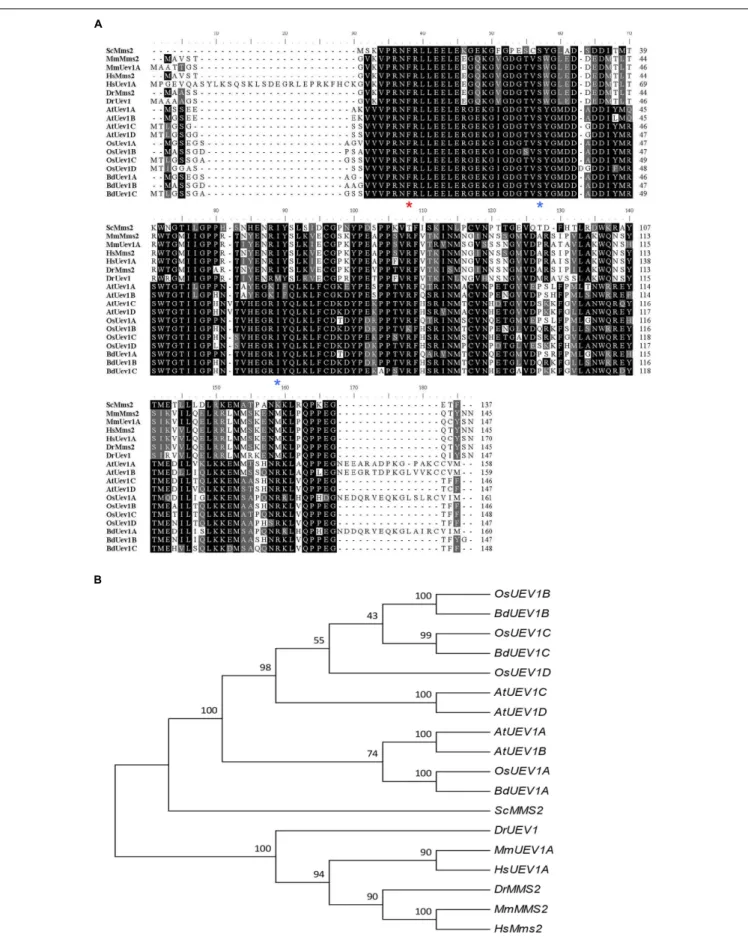 FIGURE 1 | Continued
