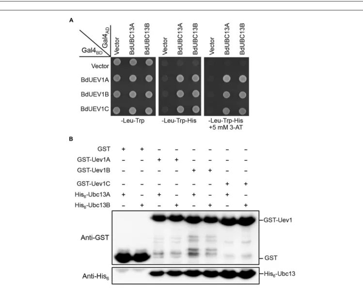 FIGURE 1 | Analysis of UEV1s from different organisms. (A) Amino acid sequence alignment of BdUev1s and Uevs from other organisms
