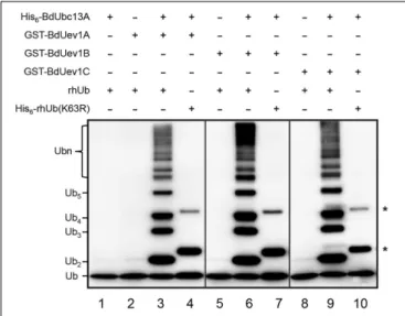 FIGURE 3 | In vitro ubiquitin conjugation assay of BdUev1s using purified proteins. After ubiquitination reactions as described, samples were subjected to SDS-PAGE and Western blotting using an anti-Ub antibody to monitor poly-Ub chain formation