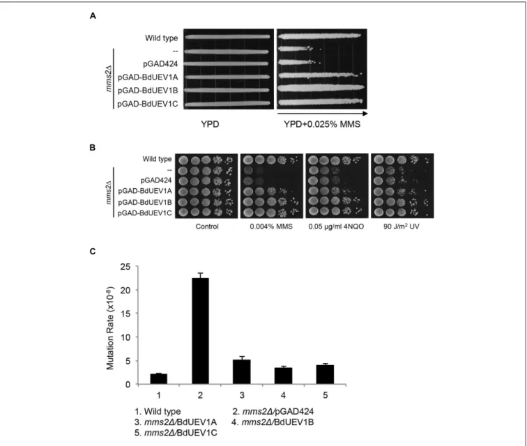 FIGURE 4 | Functional complementation of the yeast mms2 null mutant by BdUEV1s. (A) Complementation of the mms2 single mutant by BdUEV1s