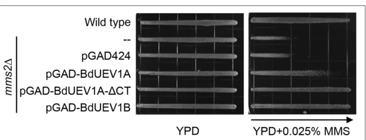 FIGURE 6 | The C-terminal tail of BdUev1A affects functional complementation of the yeast mms2 null mutant