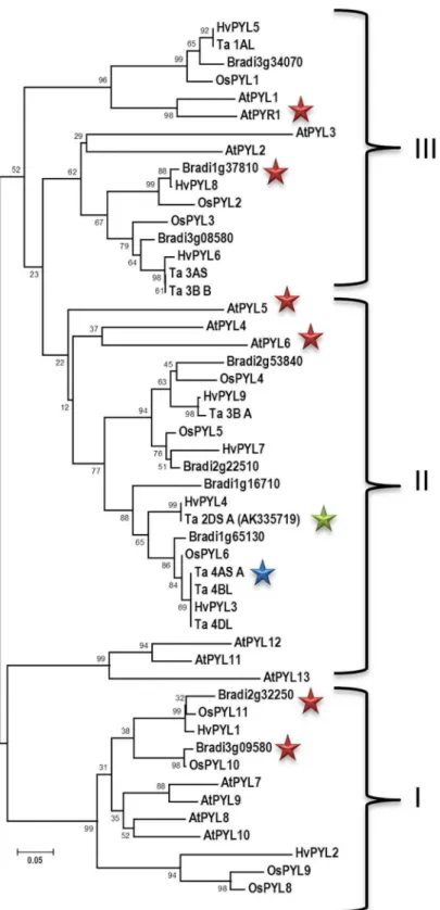 Fig 1. Evolutionary relationships of wheat, rice, B. distachion and A. thaliana ABA receptors