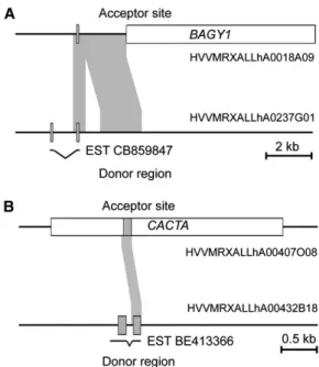 Figure 6. Comparison of Triticeae Group 1–Specific Genes with Putative Pseudogenes Located on Group 1 Chromosomes.