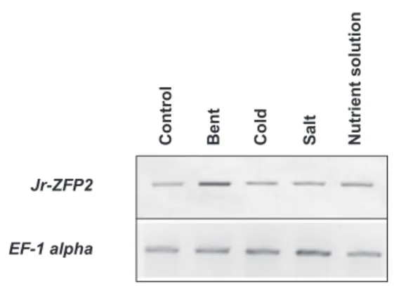 Figure 5. Accumulation of Jr-ZFP2 mRNAs in response to various abiotic factors. Three-week-old walnut trees were watered with 250 mL of 200 mm NaCl (salt), 250 mL of nutrient solution (nutrient solution), incubated at 4 °C (cold) or subjected to one bidire