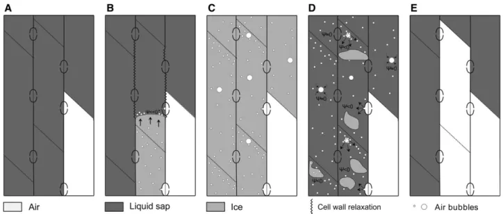 Figure 7. Proposed mechanism of freeze-thaw-induced embolism. In moderately dehydrated samples, some vessels are air filled (white) before freezing (A)