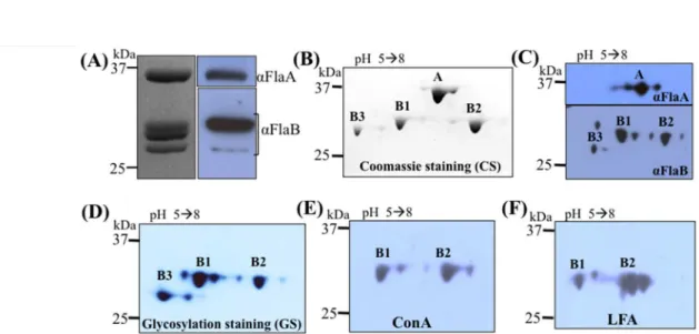 FIG. 1. The flagellin proteins of T. denticola are glycosylated. (A) SDS PAGE and immunoblotting analyses of  isolated PFs from the wild type strain