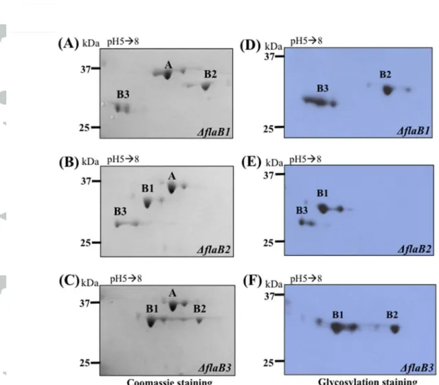 FIG. 2. The three filament core proteins are glycosylated. The PFs isolated from three flaB deletion mutants  (∆flaB1, ∆flaB2, and ∆flaB3) were separated by 2D%gel electrophoresis, followed by Coomassie staining (A,  B, C) and glycosylation staining (D, E,