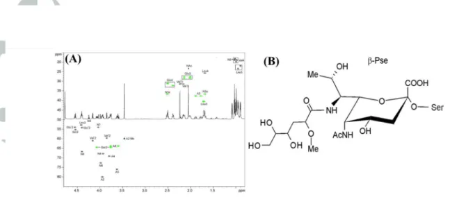 FIG. 5. 1H 13C HSQC spectrum of the glycopeptide from T. denticola and its 1H NMR spectrum