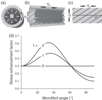 Figure 5. Model for the generation of tensile stresses in a tension wood cell.