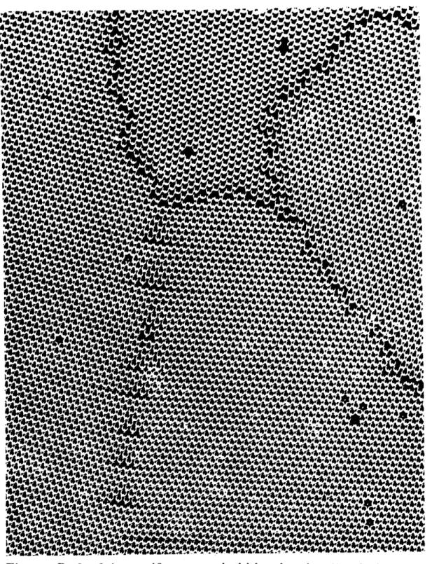 Fig.  2.  Raft  of tiny  uniform  soap  bubbles  showing  &#34;grain  bound- bound-aries&#34;  where  zones of differing orientation  meet