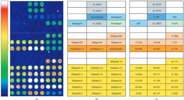 Fig. 3. Sensitivity of designed Staphylococcus probes. (a) Microarray image obtained after hybridization of labeled 16S rRNAs of S.xylosus.