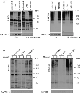 Figure 1. AIEC infection decreases SUMO-conjugated protein levels in intestinal epithelial T84 cells
