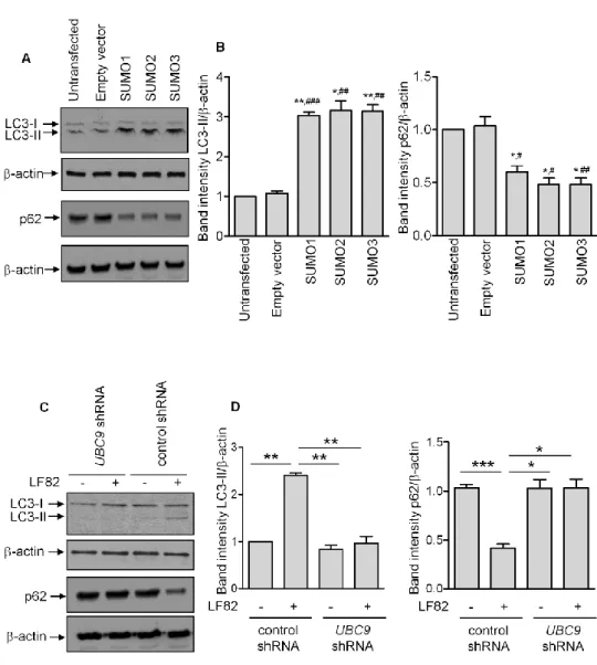 Figure 3. SUMOylation regulates autophagy response. (A) Western blot analysis for the shift of LC3-I  toward LC3-II and p62 levels in T84  cells transfected  with SUMO-encoding plasmids or an empty  vector