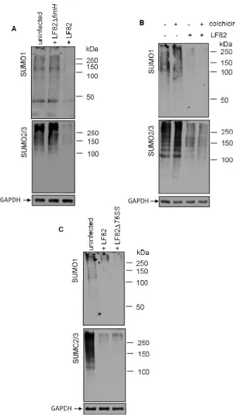 Figure  4.  Adhesion  of  LF82  is  required  for  deSUMOylation.  (A,  C)  T84  cells  were  infected  with  wild-type  AIEC  LF82,  LF82ΔfimH,  or  LF82ΔT6SS,  and  the  SUMO-conjugated  protein  profile  was  analyzed by Western blot