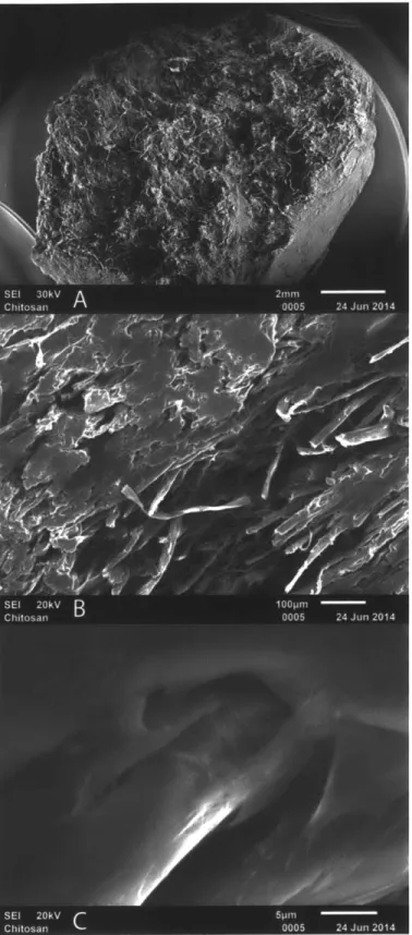 Figure 4.4 Scanning electron microscopy  - cellulose chitosan composites (50%  cellulose by  volume) Fractured  section of material (A),  sliced section of material (B),  close up of matrix-fiber interaction (C)