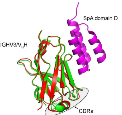 Fig 1. Overlay of three-dimensional structures of a llama V H H (green, PDB ID: 4NC0) and a human IGHV3 heavy chain variable domain (red, PDB ID: 1DEE) in complex with SpA domain D