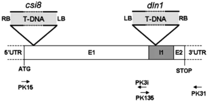Fig. 2. Time course of PPCk1 transcript accumulation in leaves of Arabidopsis. Dark- Dark-treated plants were illuminated (450 l E m 2 s 1 ; time 0) and RNA prepared from leaves collected at the indicated time points