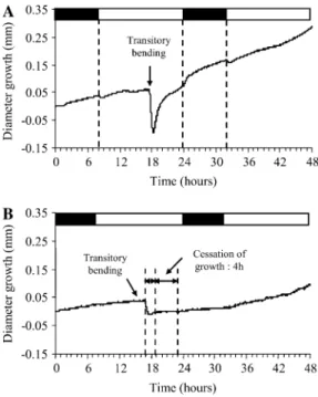 Figure 4. Representative example of the effect of a single transitory bending on stem diameter growth