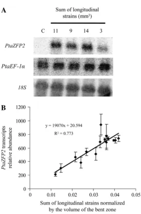 Figure 7. Expression analysis of the poplar PtaZFP2 gene by northern blot and the relationship between the level of expression of PtaZFP2 (quantified by real-time quantitative RT-PCR) and the applied strain