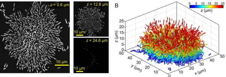 Fig. 1. V. cholerae wild-type biofilm at single-cell resolution. (A) Planar cross-sections through the biofilm at heights z = 0.6 μ m, 12.6 μ m, and 24.6 μ m