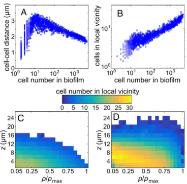 Fig. 3. Cell density depends on position inside biofilms and changes during V. cholerae biofilm growth