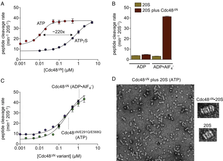 Fig. 1. Nucleotide dependence of assembly. (A) Stimulation of nonapeptide (10 μ M) cleavage by the 20S peptidase (10 nM) as a function of increasing Cdc48 ΔN in the presence of 2 mM ATP or ATP γ S