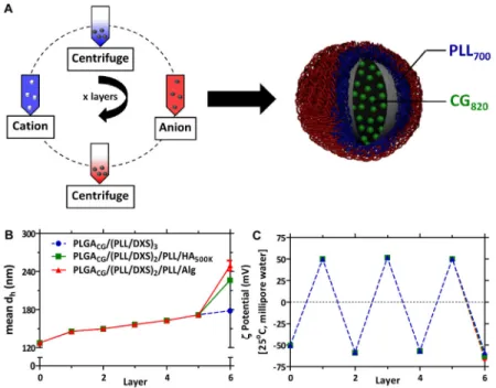 Figure 1. Layer-by-Layer nanoparticle (LbL NP) synthesis and characterization (A) LbL deposition on NP template