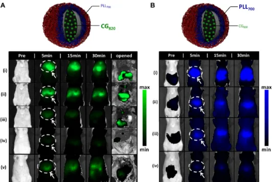 Figure 3. Stability assessments of different nanoparticle architectures using drug (CG 820 ) and particle (PLL 700 ) tracking via in vivo imaging