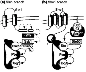 Figure 2:  High osmolarity  glycerol  pathway.