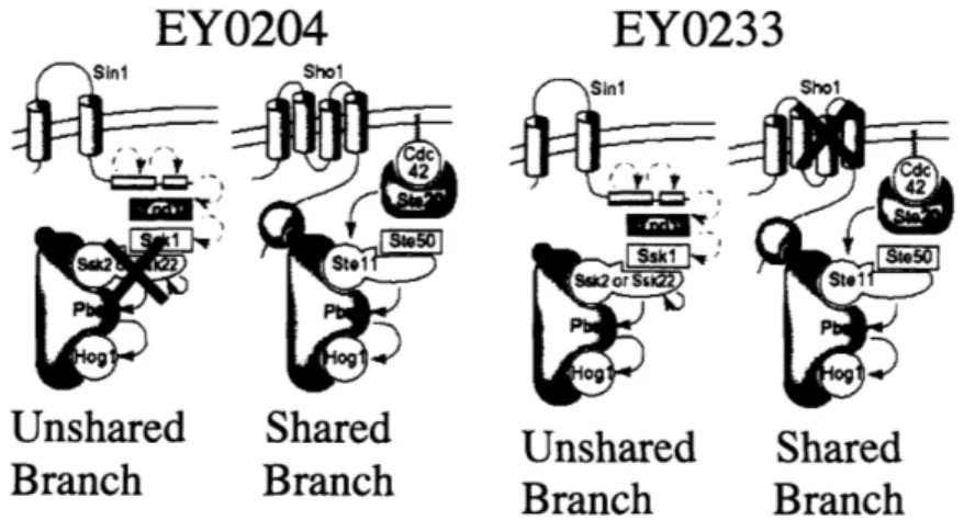 Figure 4:  Batch culture experimental methodology.