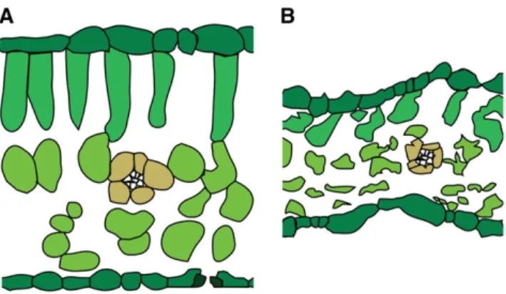 Figure 1. Sketches of a fully turgid leaf (A) versus a strongly dehy- dehy-drated leaf (B; drawings based on leaf cross sections of sunflower in Fellows and Boyer, 1978)