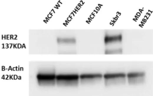Figure 1. Validation of HER2 status in HER2 stably transfected MCF7 cells (termed MCF7HER2).